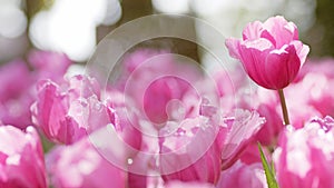 Pink tulips in the flower garden in springtime, shallow depth of field nature background