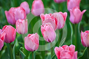 Pink tulips flower in spring