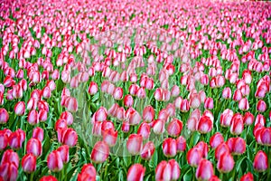 Pink tulips flower in spring