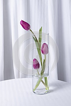 Pink tulips flower in a vase on white background
