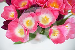 Pink tulips flower on white background. a greetings car