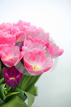 Pink tulips flower on white background. a greetings car