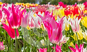 Pink tulips in a flowerbed at springtime