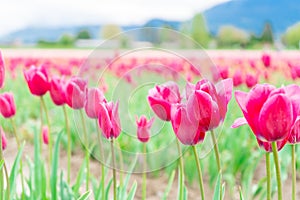 Pink tulips flowering and opening up, on a flower farm field. Selective focus on some tulips, and blurry depth of field