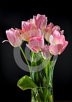 Pink tulips flowers on a black background