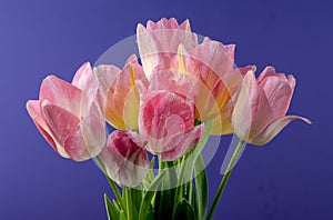 Pink tulips flowers on a blue background