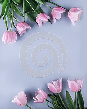 Pink tulips flowers on blue background. Waiting for spring. Greeting card or wedding invitation
