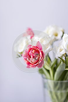 Pink Tulips Flowers Bouquet on a Light