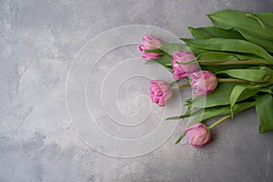 Pink tulips flowers on gray stone background. Waiting for spring. Happy Easter card. Flat lay.