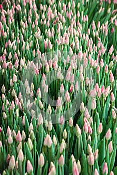Pink tulips, flowers, greenhouse. Beautiful tulips blooming in the greenhouse. Floral background