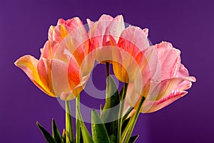 Pink tulips flowers on a purple background