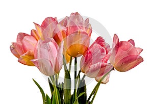 Pink tulips flowers on a white background