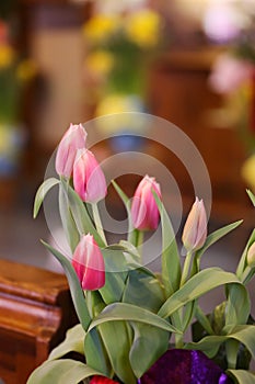 Pink Tulips in Front of Church Sanctuary for Easter