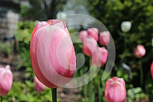 Pink Tulips in Full Bloom with Tulips in the Background