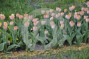 Pink tulips in the garden close-up