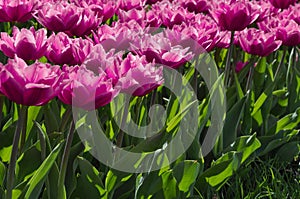 Pink tulips in the garden close-up