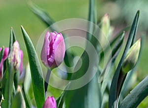 Pink tulips in the garden, greenery