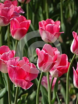 Pink tulips photo