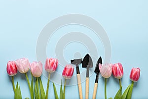 Pink tulips and gardening tools on blue. Space for text. Spring pattern