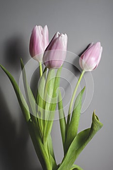 Pink tulips in a glass vase stand on the table, on a gray background