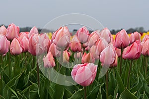 Pink tulips growing in a field near Keukenhof Gardens, Lisse, South Holland