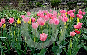 Pink yellow tulips grows in the garden