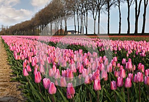Pink tulips in Holland