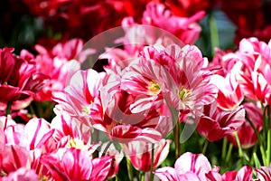 Pink tulips