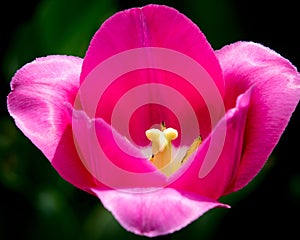 Pink Tulips at Holland Tulip Festival