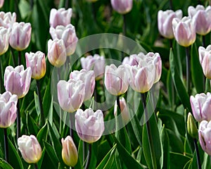 Pink Tulips at Holland Tulip Festival