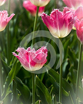 Pink Tulips at Holland Tulip Festival