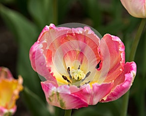 Pink Tulips at Holland Tulip Festival