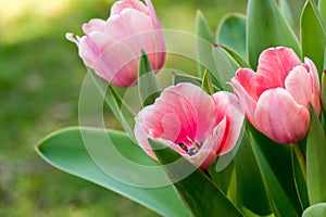 Pink Tulips II