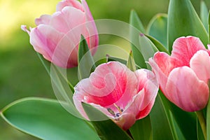 Pink Tulips III