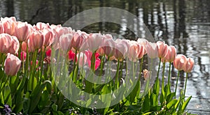 Pink tulips by the lake at Keukenhof Gardens, Lisse, Netherlands. Keukenhof is known as the Garden of