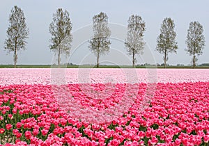 Pink tulips landscape along the touristic bulb route, Noordoostpolder, Flevoland, Netherlands