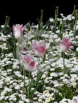 Pink tulips among many tiny white flowers in the public park