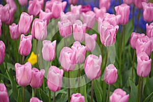 Pink tulips meadow spring