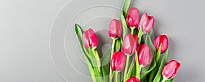 Pink tulips over gray background