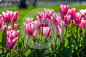 Pink tulips in park