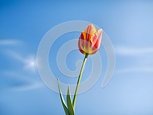 pink tulips in the park agains clouds. Spring blurred background postcard