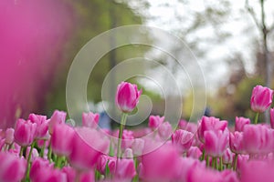 Pink tulips park in the city of Gaziantep - turkey