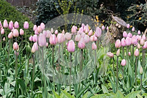 Pink Tulips in a park.