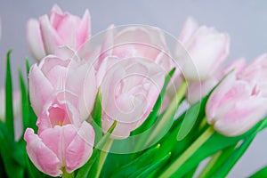 Pink tulips in pastel light pink and white tints at blurry grey background, closeup