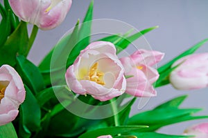 Pink tulips in pastel light pink and white tints at blurry grey background, closeup