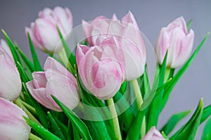 Pink tulips in pastel light pink and white tints at blurry grey background, closeup