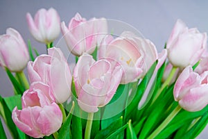 Pink tulips in pastel light pink and white tints at blurry grey background, closeup