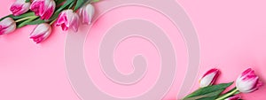 Pink tulips on a pink background. Spring banner, postcard with tulips
