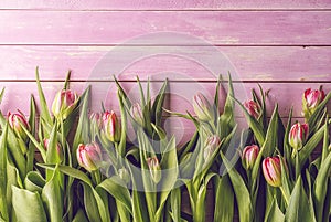 Pink tulips on pink wooden background, happy easter, springtime