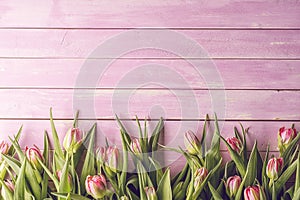 Pink tulips on pink wooden background, happy easter, springtime photo